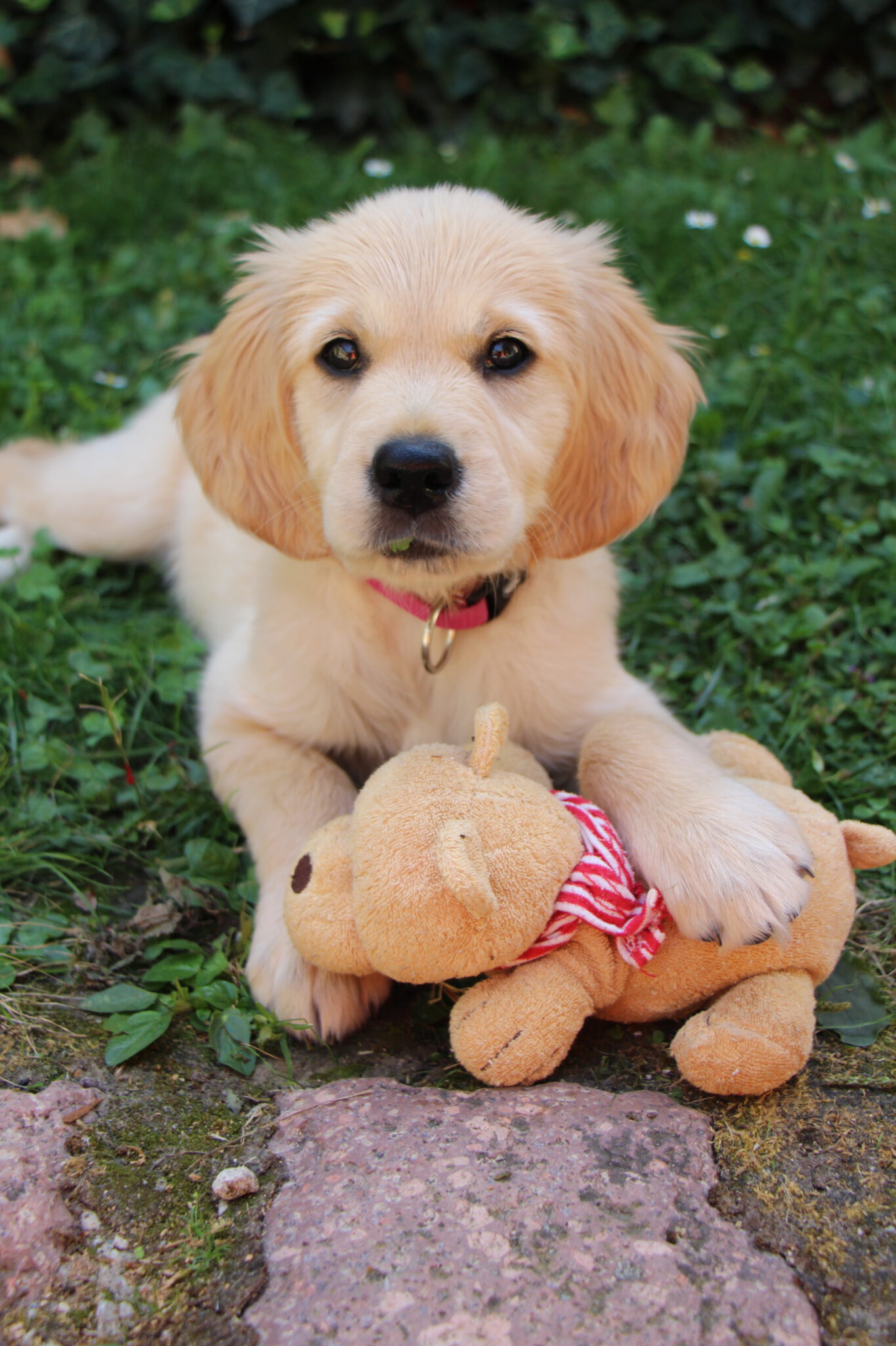 Einzug ins neue Heim goldenretrievervomnaegelstedter